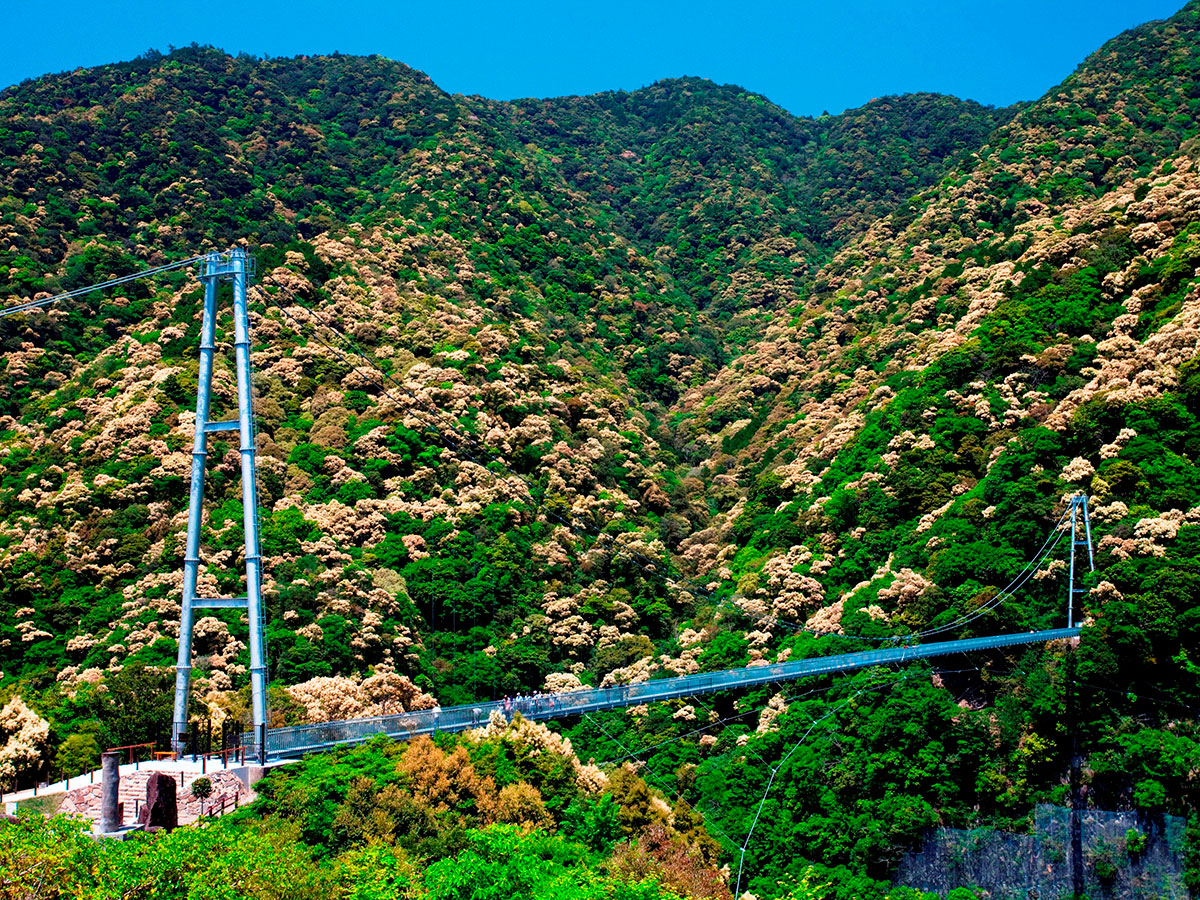 Aya Teruha Suspension Bridge 