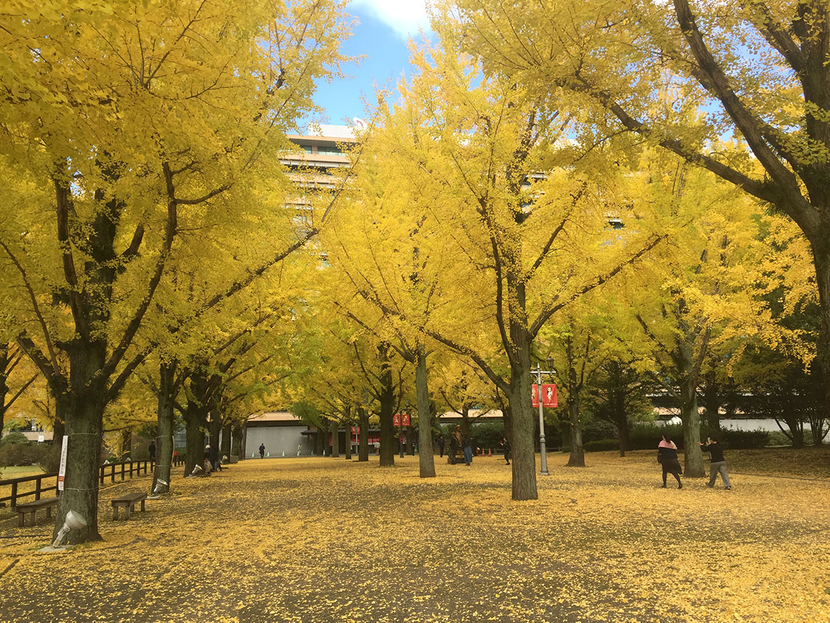 Kumamoto Prefectural Office Promenade