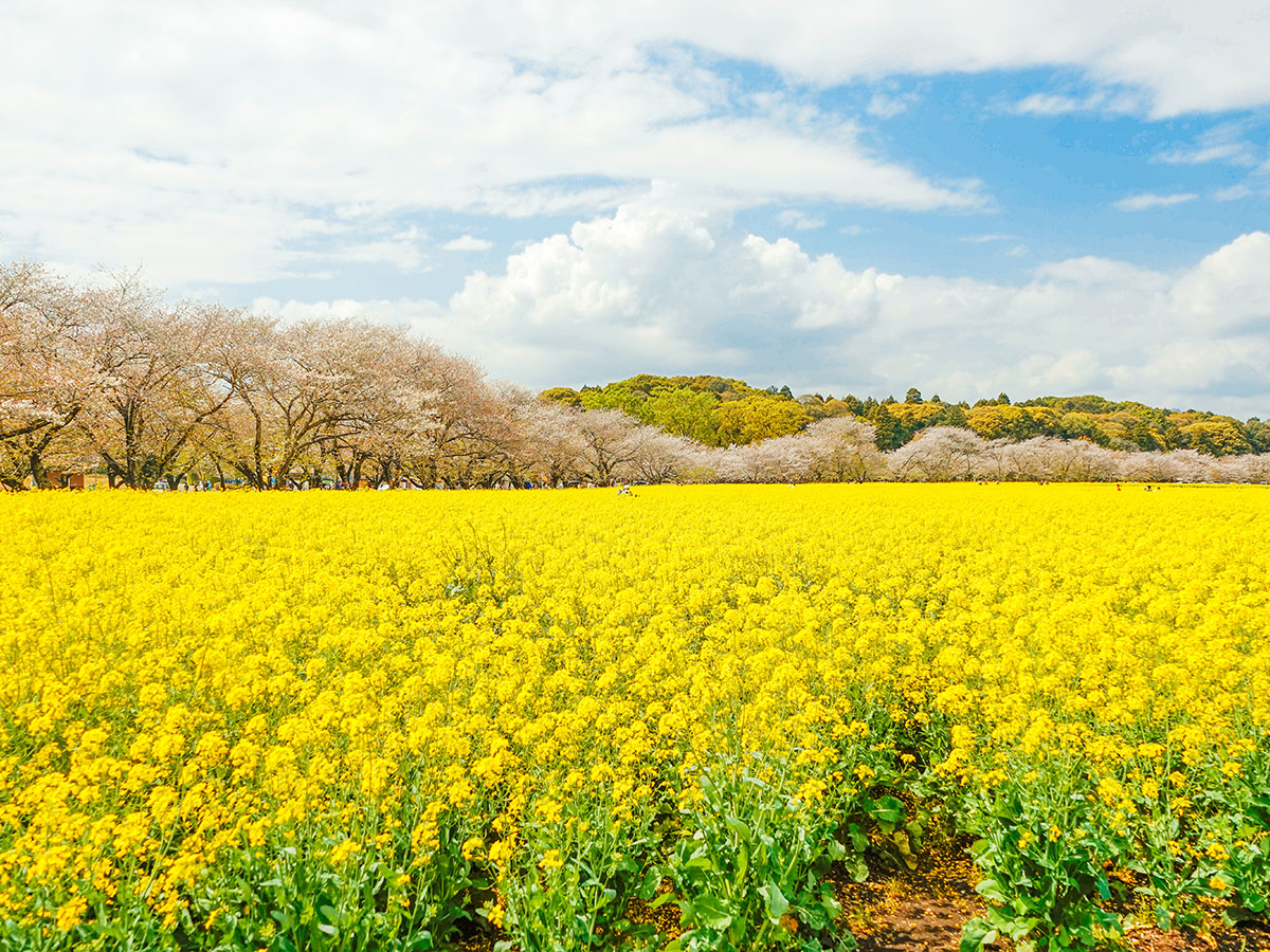 Saitobaru Kofun-gun (Saitobaru Burial Mounds)