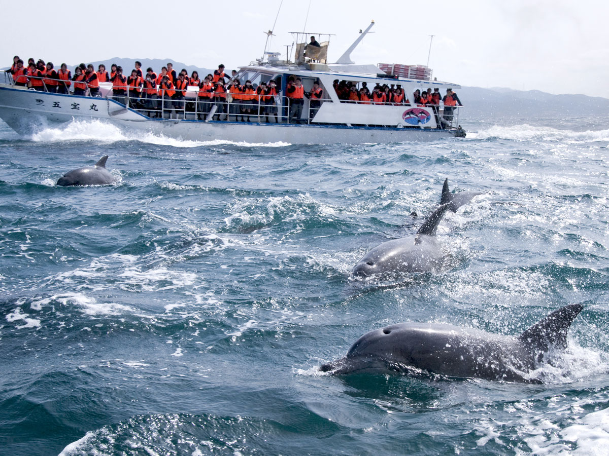 Dolphin watching (sea cruise)