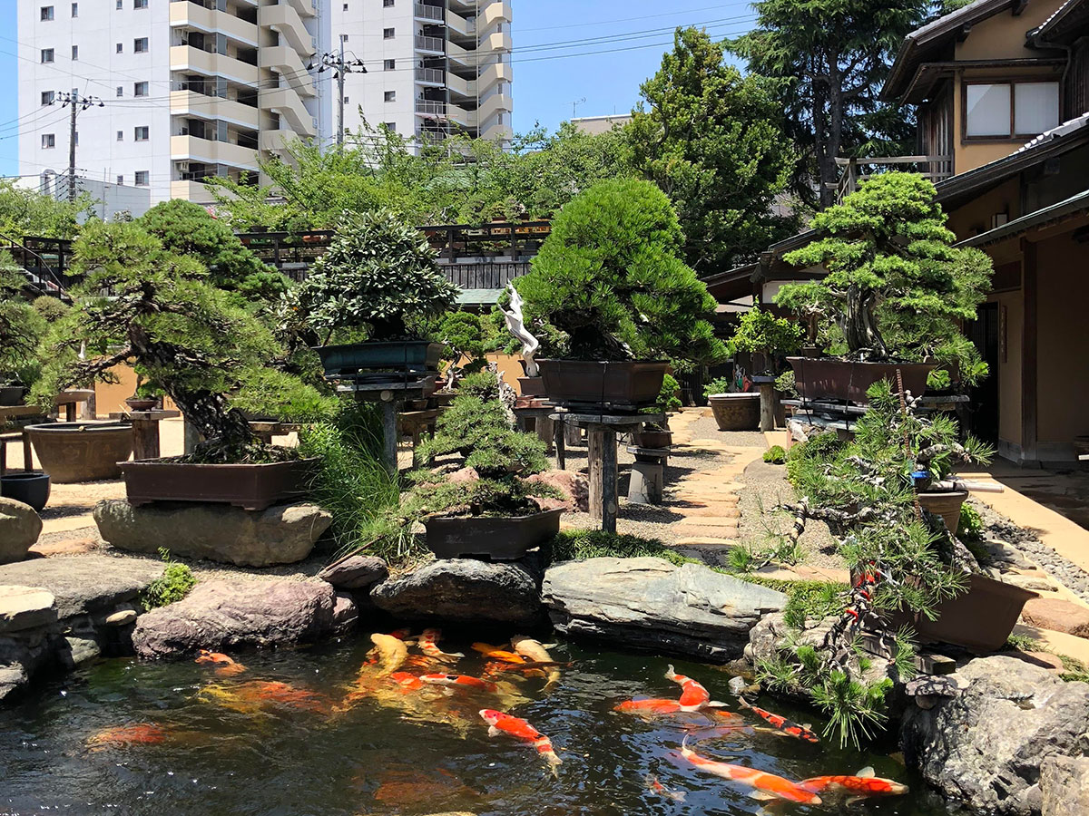 Shunkaen Bonsai Museum