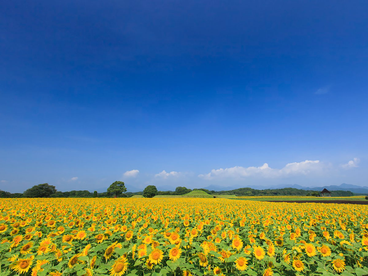 Saitobaru Kofun-gun (Saitobaru Burial Mounds) | KYUSHU x TOKYO (JAPAN)