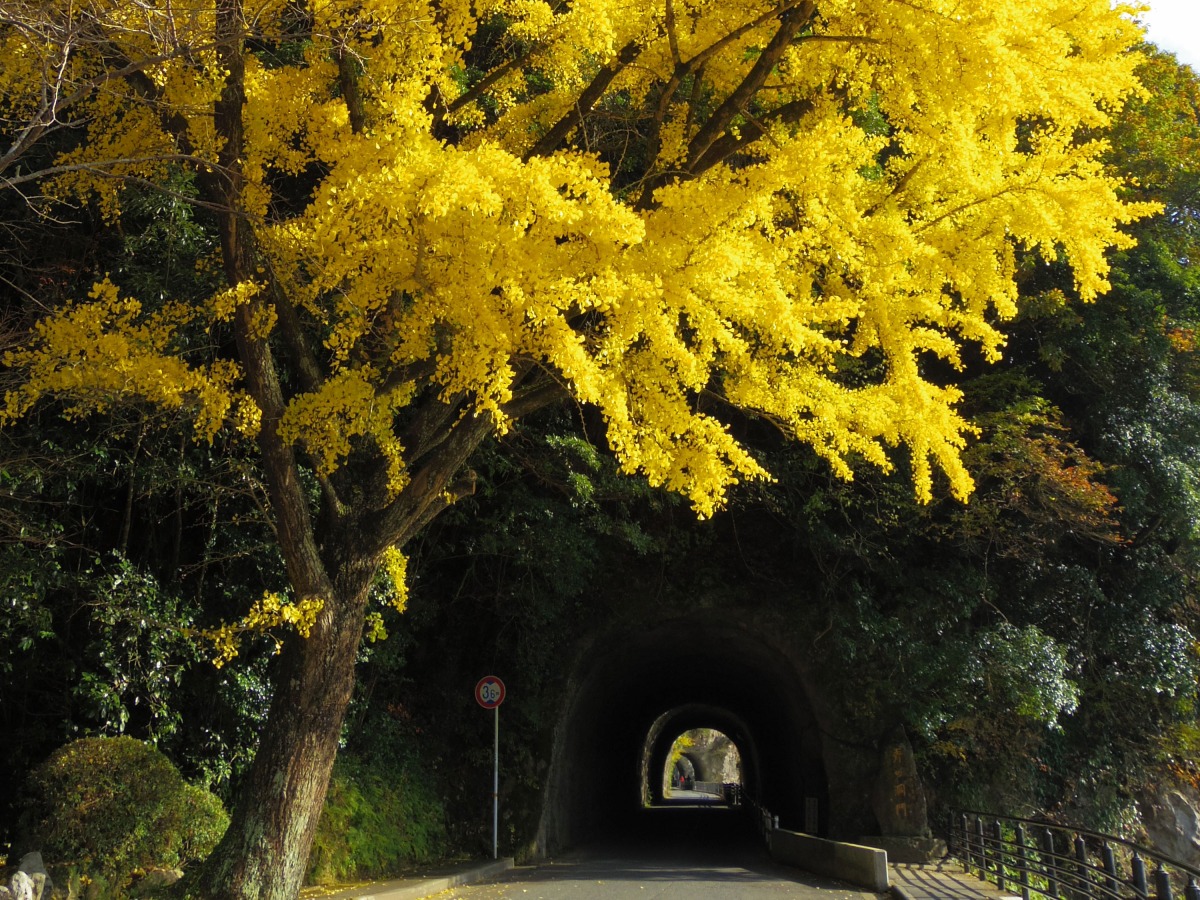 Ao-no-domon Tunnel