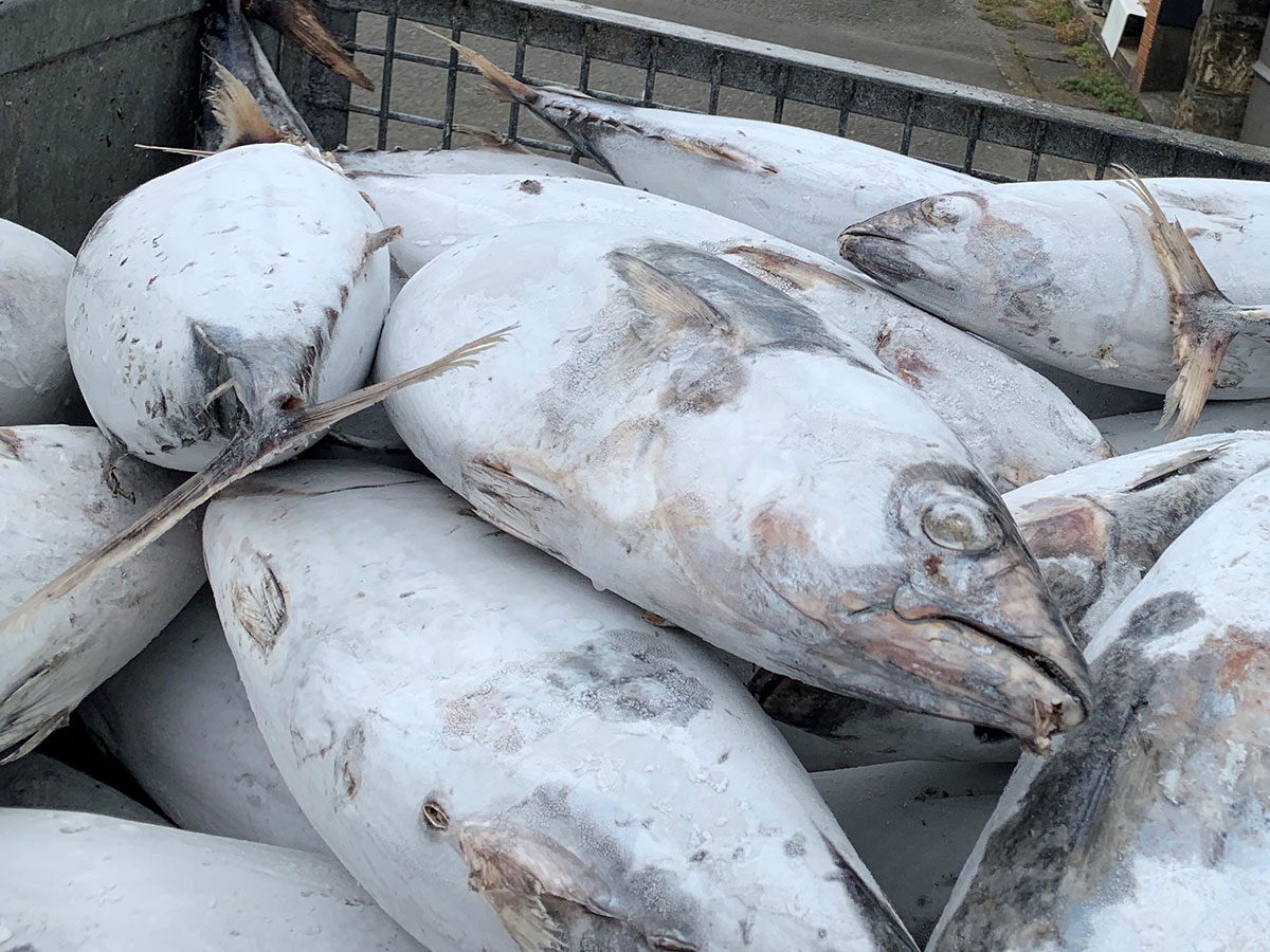 Take a Tour of a Katsuobushi Production Plant! Environmentally Friendly and Sustainable!_2