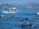 Dolphin watching (sea cruise)