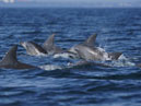 Dolphin watching (sea cruise)