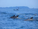 Dolphin watching (sea cruise)